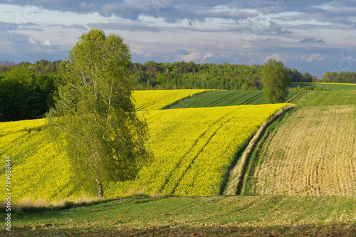 Krajobraz rolniczy, uprawy rzepaku w Europie, Polska.  © Adam Sadlak