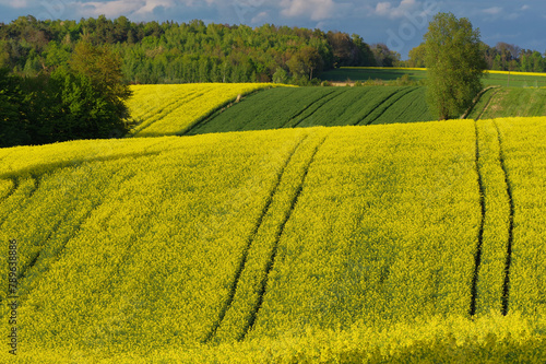 Krajobraz rolniczy, uprawy rzepaku w Europie, Polska.  © Adam Sadlak