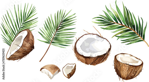 A set of watercolor coconut and palm leaves vector illustrations. Collection of isolates for labels, prints, banners. Watercolor illustration on white background. Summer fruit painting illustration