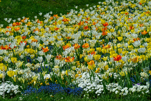 Yellow tulips in the Wlhema Stuttgart. Baden Wuerttemberg, Germany, Europe.