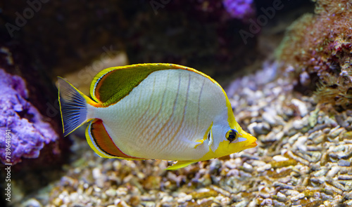 Chaetodon xanthocephalus, known commonly as the Yellowhead butterflyfish, is a species of marine fish in the family Chaetodontidae. photo