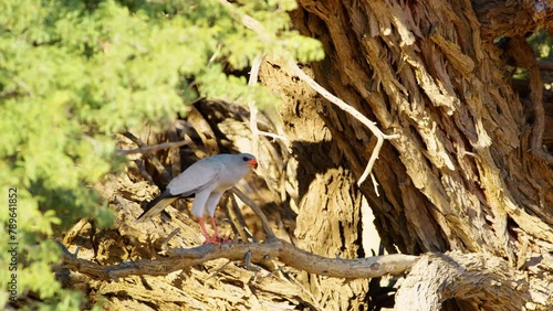 A Gabar goshawk (Micronisus gabar) taking flight photo