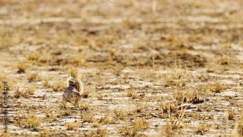 Wide angle shot of an African ground squirrel (Xerus erythropus) eating in Savanah photo