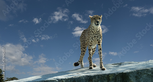The cheetah (Acinonyx jubatus) is a large cat and the fastest land animal. Native to Africa. photo