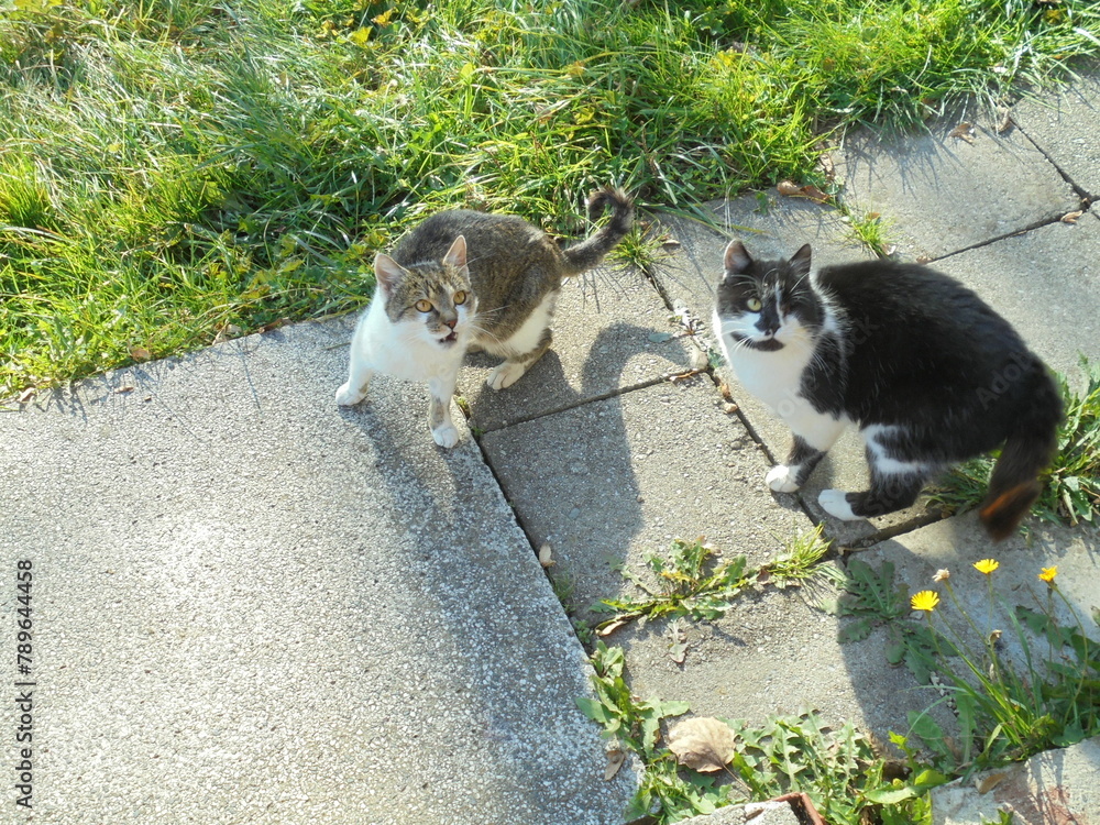 Obraz premium Two adult cats during sunny day, both looking up,seen from the above. Brown-white and black-white cat together on a pavement in a grassland