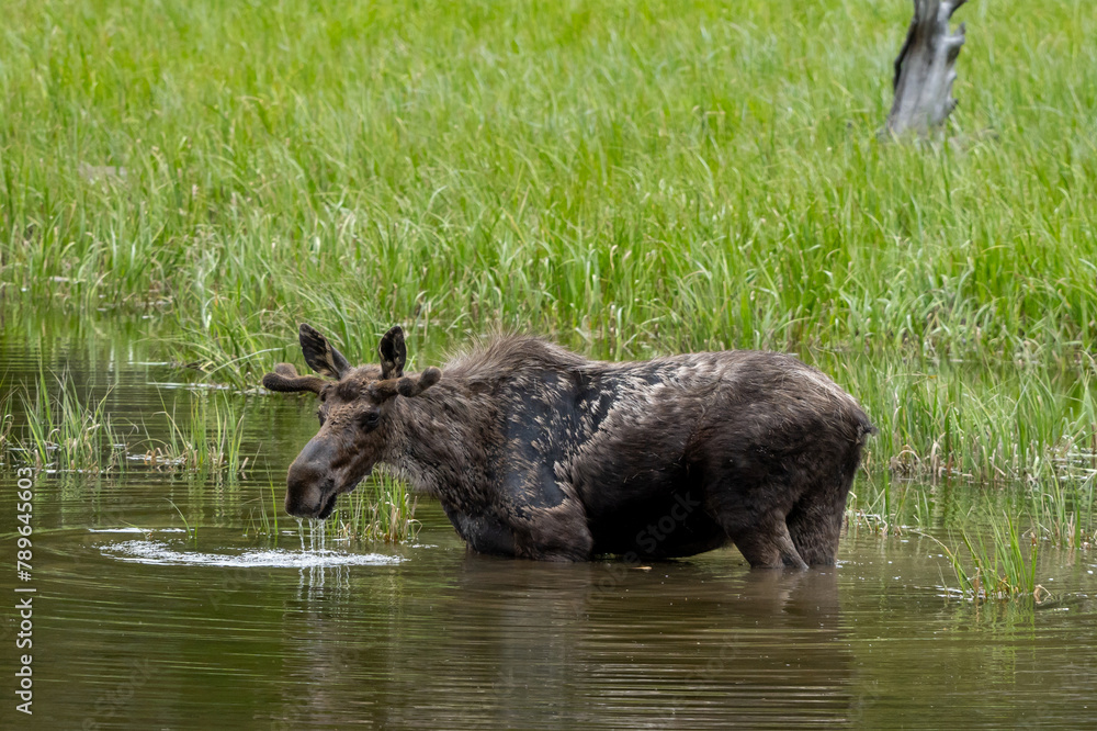 Moose drinking water In Grand Teton National Park Wyoming Moose drinking water In Grand Teton National Park Wyoming