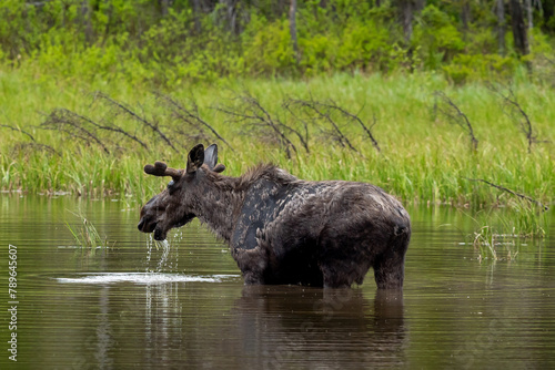 Moose In Grand Teton National Park Wyoming photo