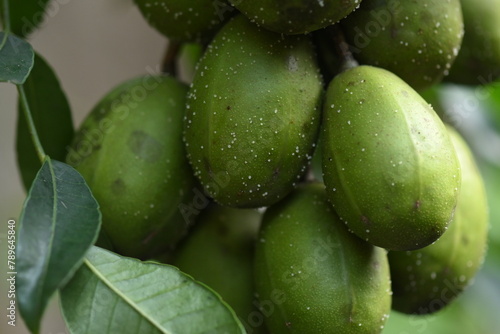 macro photography on resinosis disease on caja manga dew leaf in nature on blurred background. photo