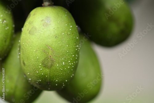 macro photography on resinosis disease on caja manga dew leaf in nature on blurred background. photo