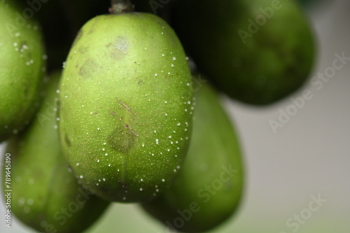 macro photography on resinosis disease on caja manga dew leaf in nature on blurred background.