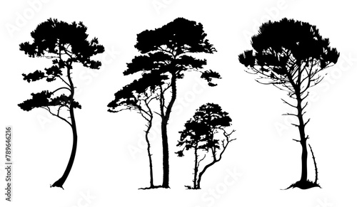 Pine tree silhouette  Minimal style  Side view  set of graphics trees elements outline symbol for architecture and landscape design. Vector illustration  Pinus Sylvestris