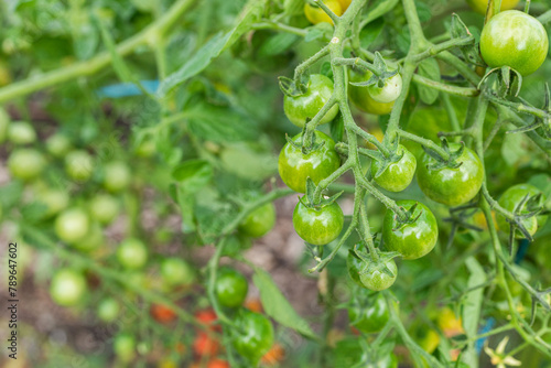 Organic green cherry tomatoes hanging from a tomato plant