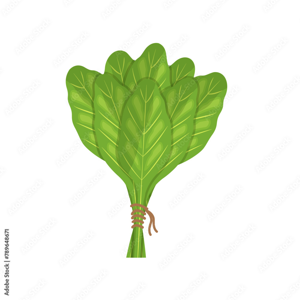 Spinach leaves icon. Cartoon of spinach leaves icon for web design isolated on white background