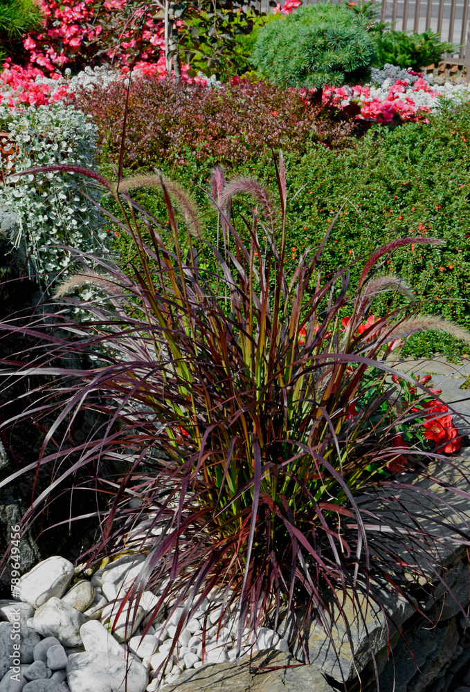 czerwona rozlenica, Rozplenica japońska odmiana RUBRUM, piórkówka purpurowa, Pennisetum advena, trawa fontannowa, red fountaingrasses, fountain grasses