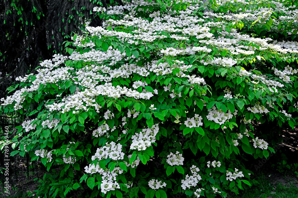Kalina japońska, Viburnum plicatum, kwitnąca kalina, biała kalina, Viburnum plicatum flowering spring white flowers, beautiful ornamental Japanese snowball shrub in bloom, Viburnum with white flowers