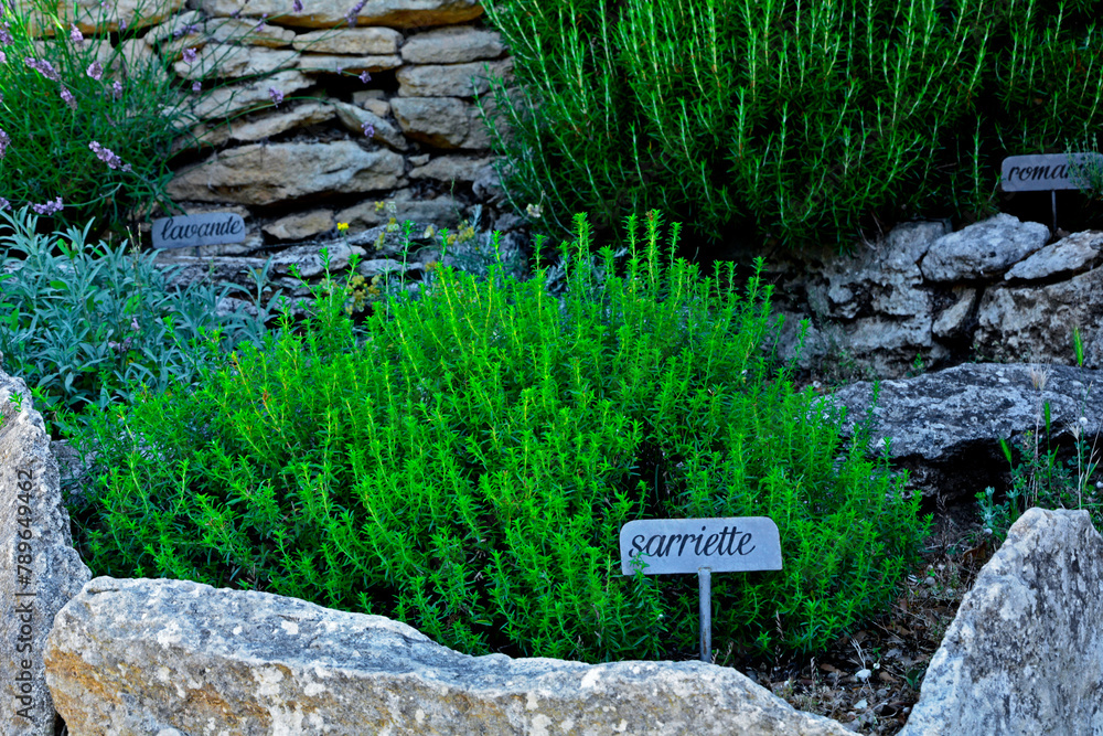 Cząber w ogrodzie, Satureja, sarriette, Fresh green savory plant