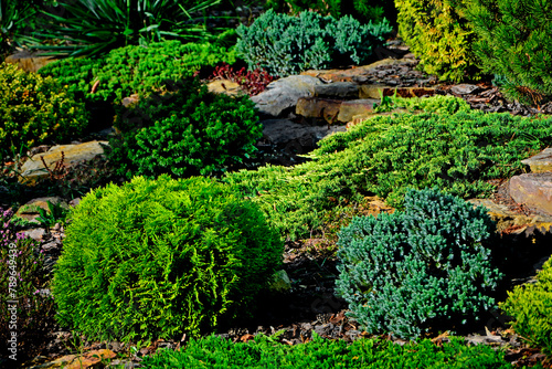 iglaste krzewy w ogrodzie skalnym, kamienie i iglaki w ogrodzie, Rockery garden with stones and small coniferous shrubs, Thuja, Juniperus, kolorowe iglaki 
 photo