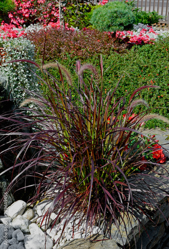 Obraz na płótnie czerwona rozlenica, Rozplenica japońska odmiana RUBRUM, piórkówka purpurowa, Pennisetum advena, trawa fontannowa, red fountaingrasses, fountain grasses w salonie