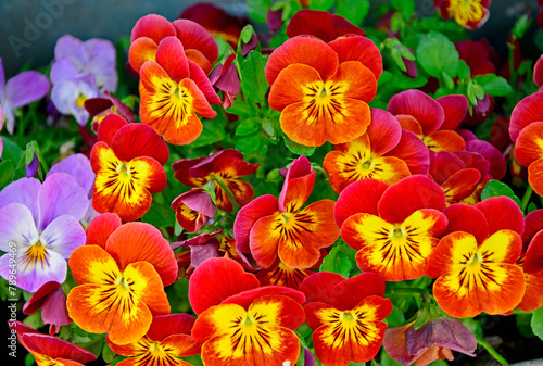 Obraz na płótnie czerwono-żółte i fioletowe bratki ogrodowe, fiołki ogrodowe, Viola × wittrockiana, Beautiful orange and yellow pansy flowers, garden pansy w salonie