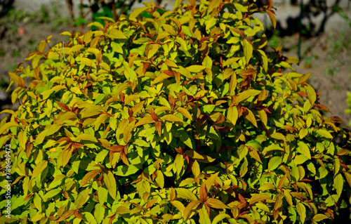 Tawuła japońska wiosną, żółte młode przyrosty tawuły, tawuła drobna, Spiraea japonica, Japanese meadowsweet, Japanese spiraea, Spiraea japonica spring, bright bushes of the spirea in the spring garden photo