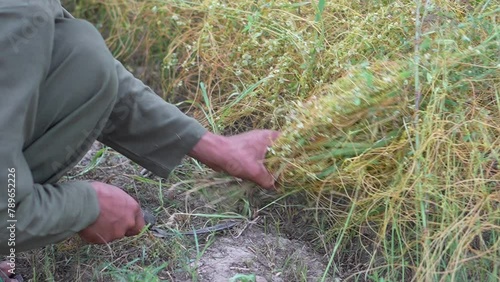 Man Cutting Cassytha Filiformis or Love-vine on Alfalfa Grass with Sickle - Super Slow Motion 240fps photo