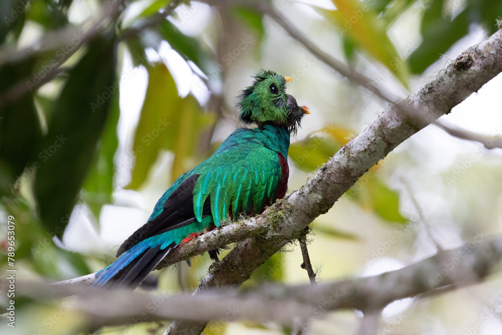 Quetzal im Parque Nacional Los Quetzales in Costa Rica Quetzal im Parque Nacional Los Quetzales in Costa Rica