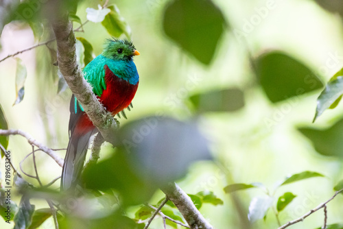 Quetzal im Parque Nacional Los Quetzales in Costa Rica