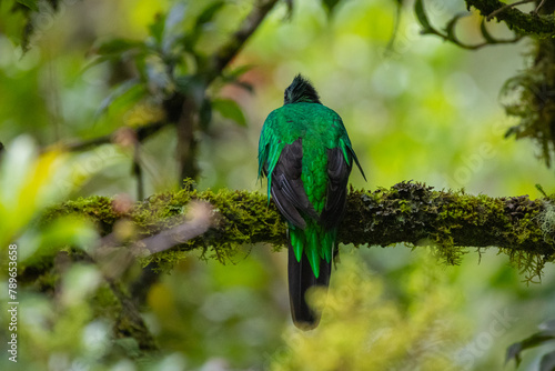 Quetzal im Parque Nacional Los Quetzales in Costa Rica