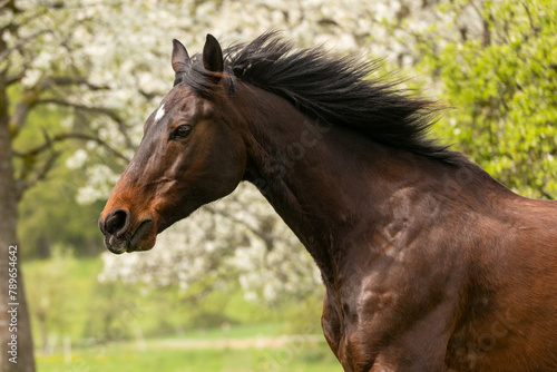 Pferd mit Kirschblüten © Nadine Haase