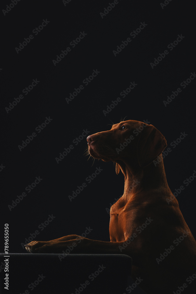 Φωτογραφία Silhouette of a dog of the Hungarian Vizsla breed