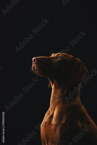 Silhouette of a dog of the Hungarian Vizsla breed