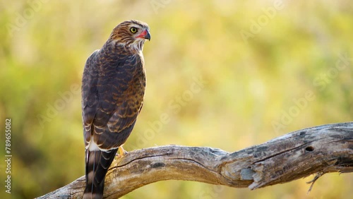 Close up of a Gabar goshawk (Micronisus gabar) perched on a tree branch photo