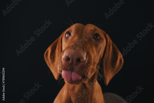 Funny Vizsla breed dog on a black background