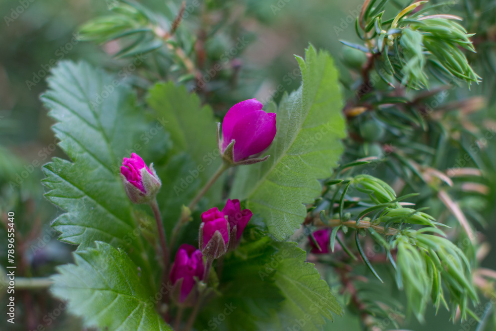 the flower of the northern princess berry. Wild Northern berry blossoms the flower of the northern princess berry. Wild Northern berry blossoms