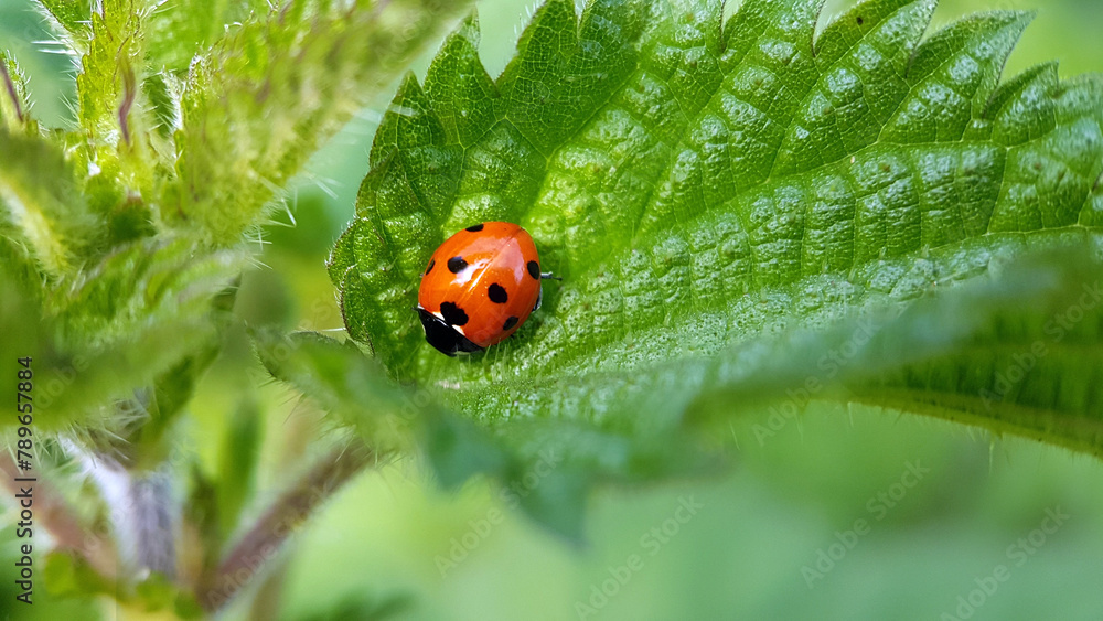 Obraz premium Ladybird on a leaf