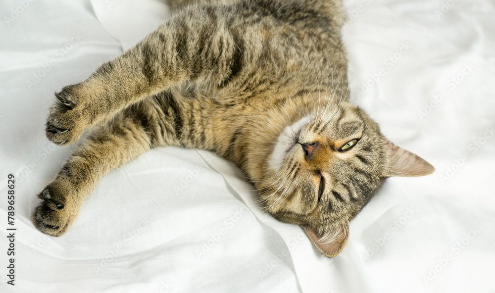 Portrait of a gray domestic cat lying on a white bed. The cat purrs gently