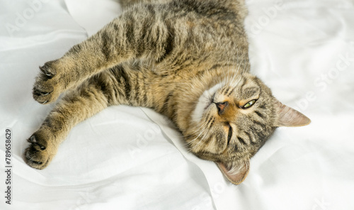 Obraz na płótnie Portrait of a gray domestic cat lying on a white bed. The cat purrs gently w salonie