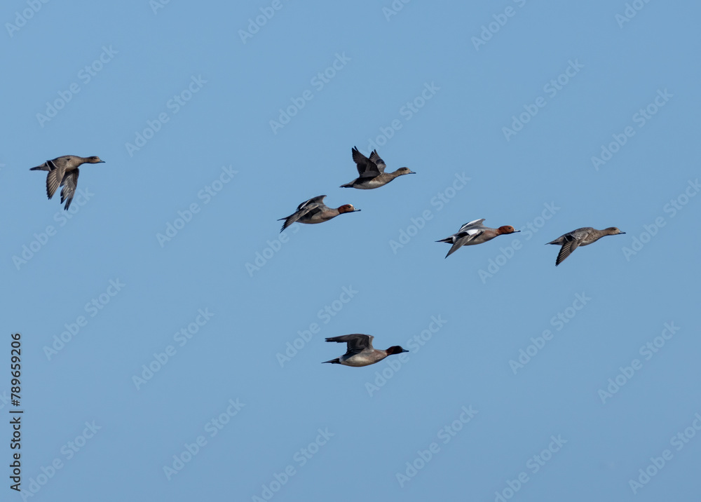 Teal ducks in flight with bright blue background Teal ducks in flight with bright blue background