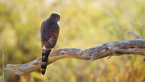 Close up of a Gabar goshawk (Micronisus gabar) perched on a tree branch photo