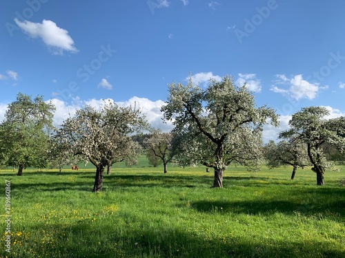 Blühende Apfelbäume, Obstbäume in Blüte im Frühling auf grüner Wiese