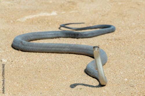 A highly venomous black mamba (Dendroaspis polylepis) photographed as it was released back into the wild  photo