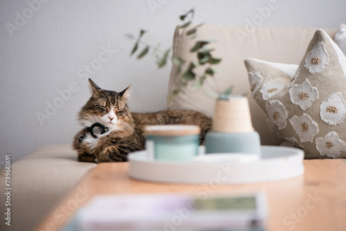 cat on sofa photo