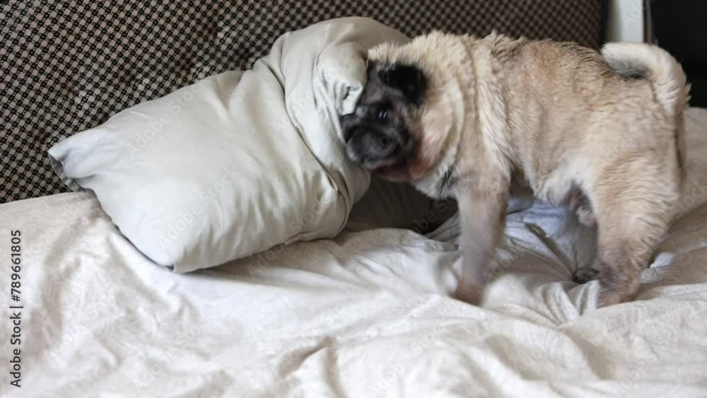 A beige senior pug wipes his muzzle on the surface of his owner's bed A beige senior pug wipes his muzzle on the surface of his owner's bed