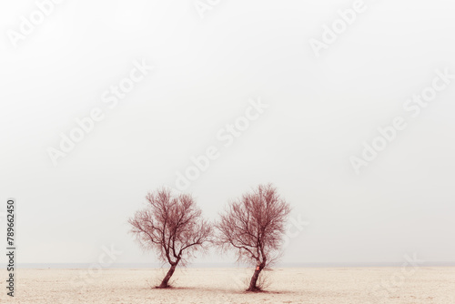 Twin trees photo