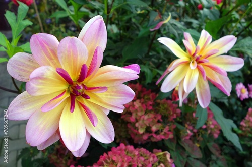 Pink yellow flowers dahlia , varieties - Dark Butterfly grows in the garden in the fall 