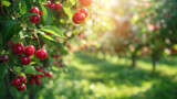 Bright red ripe cherries on a tree branch in a summer cherry garden