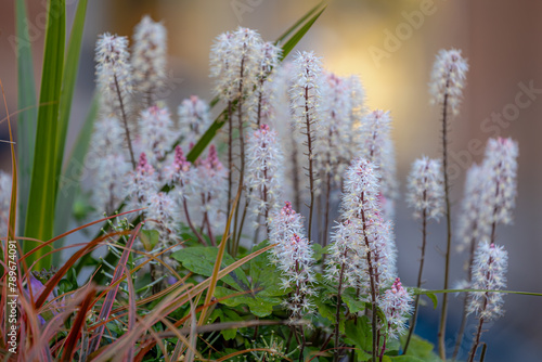 Selective focus of small flower in the garden, Foamflower (Tiarella cordifolia) is one of the showiest spring wildflowers, The starry white flower spikes with a tinge of pink, Nature floral background photo