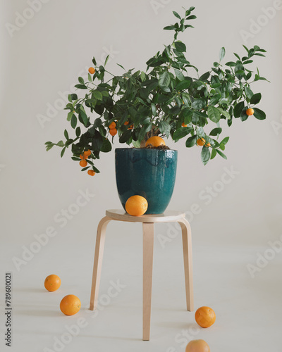 Oranges around a tangerine plant in studio photo