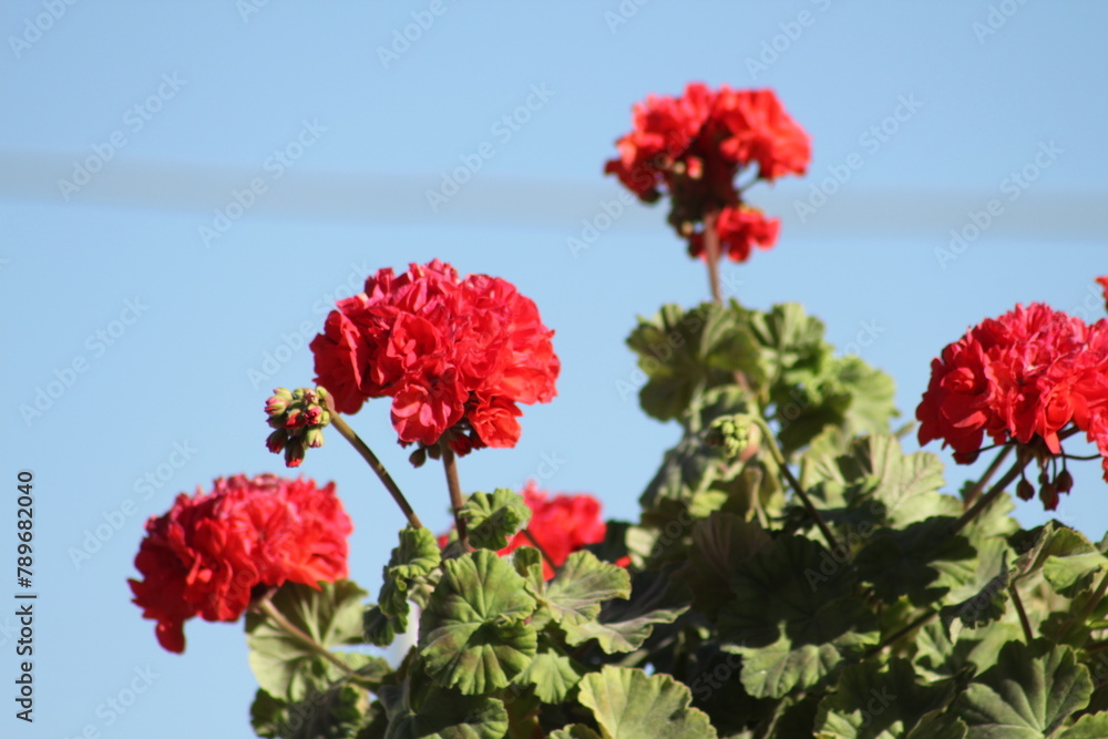 Red rose Red rose