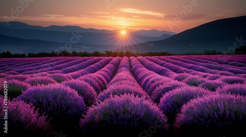 Sun setting over purple flower field  painting sky in hues of purple and orange
